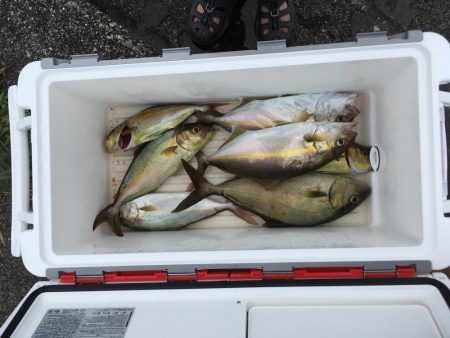 徳島県南レンタルボートでシオ