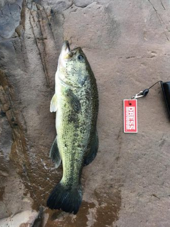 １投目でゴンザレス