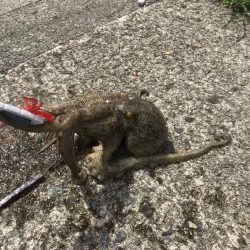 オクトパッシング