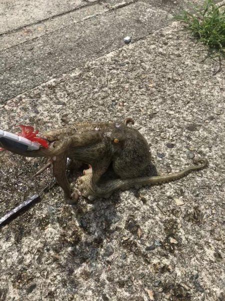 オクトパッシング