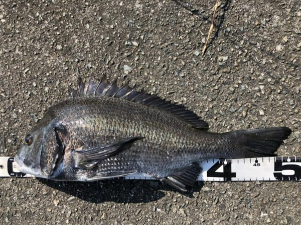 イチノ兄弟、釣果！