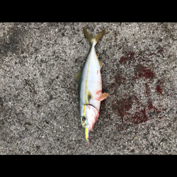 今年初の淡路島