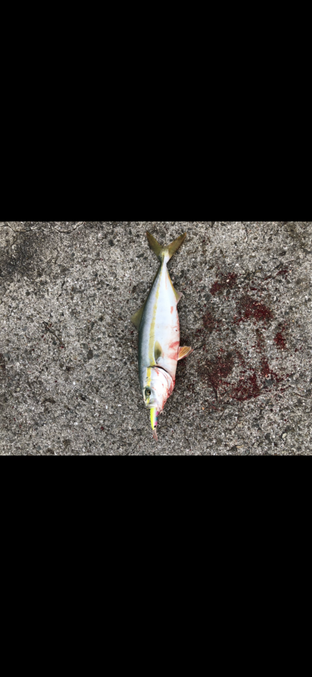 今年初の淡路島