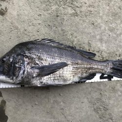 イチノ兄弟、釣果！