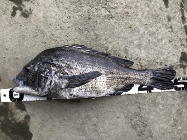 イチノ兄弟、釣果！