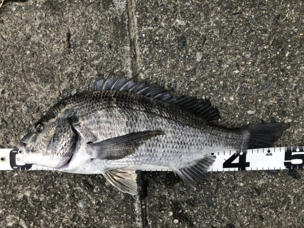 イチノ兄弟、釣果！！