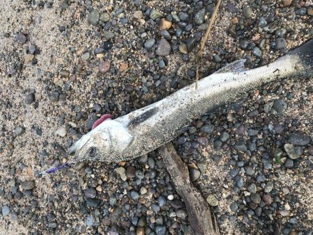 シーバスきた〜！