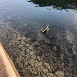 コッパグレ釣り