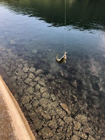 コッパグレ釣り