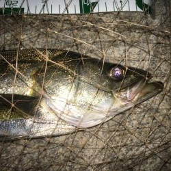 一投目からナイスフィッシュ