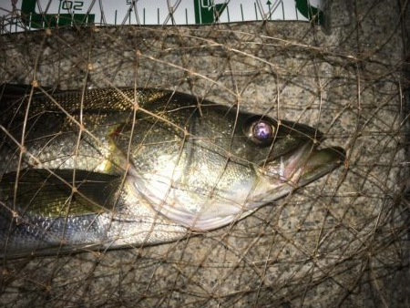 一投目からナイスフィッシュ