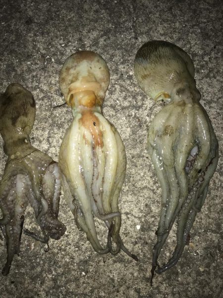 花火大会とタコ釣り