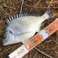 チヌポッパー最高!