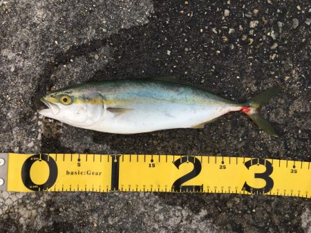 ライトショアジギング