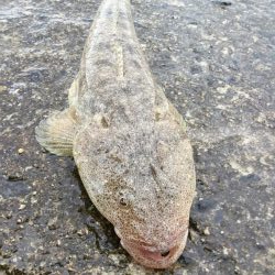 SLSでマゴチヒット！