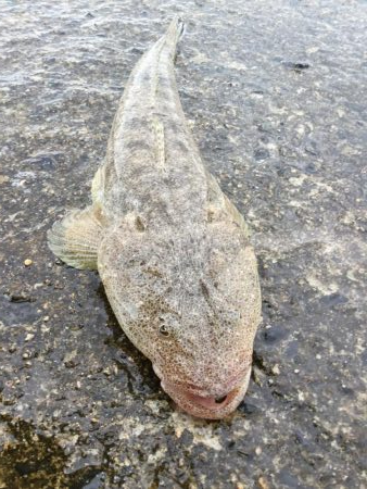 SLSでマゴチヒット！