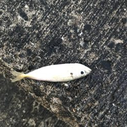 夏のライトショアジギング7