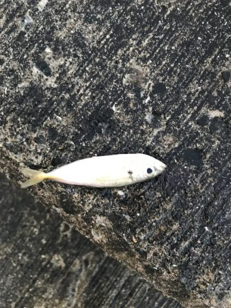 夏のライトショアジギング7