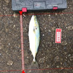 8月28日 神戸空港 ツバス