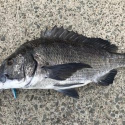 おーはえーもう来ましたわ！どこかに隠れてたみたいに！