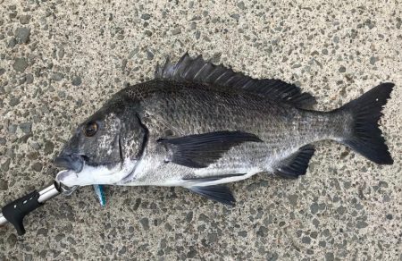 おーはえーもう来ましたわ！どこかに隠れてたみたいに！