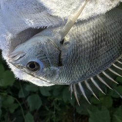 ポッパーキビレ