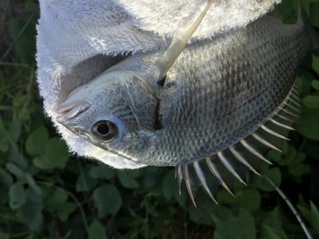 ポッパーキビレ