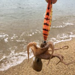 タコパラダイス