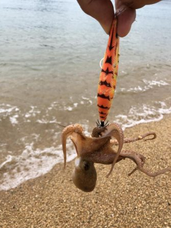 タコパラダイス