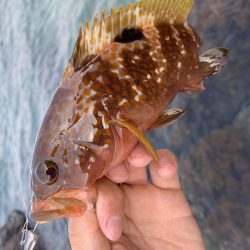 手軽にアコウ連発！