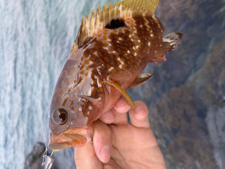 手軽にアコウ連発！