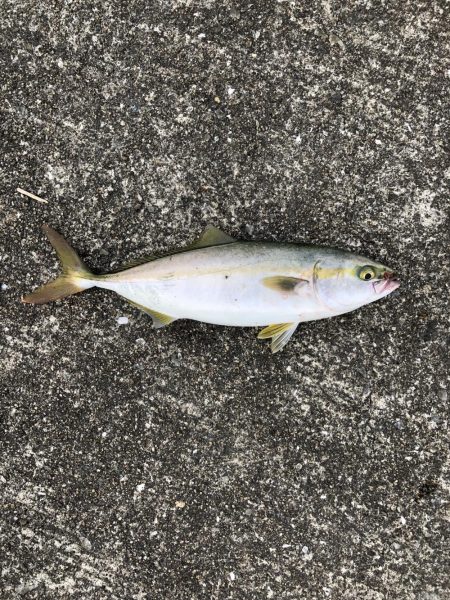 ぎりぎりハマチサイズ