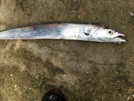 タチウオパラパラ