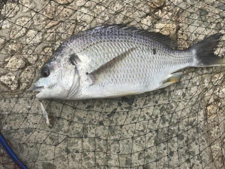 チヌトップ風で断念