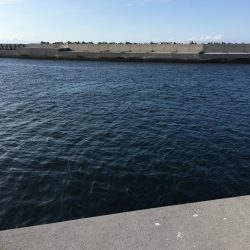 函館港のソイ釣り