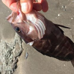 とりあえず高級魚１つ