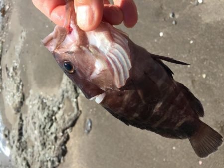 とりあえず高級魚１つ