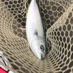 朝まずめ釣行④