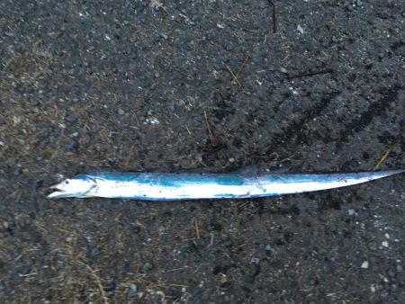 昨年末以来のタチウオ