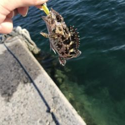 ロックフィッシュ