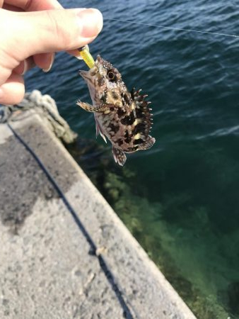 ロックフィッシュ