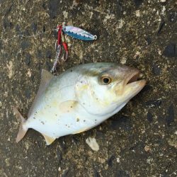 SLSライトタックルで小型回遊魚。本格化！？