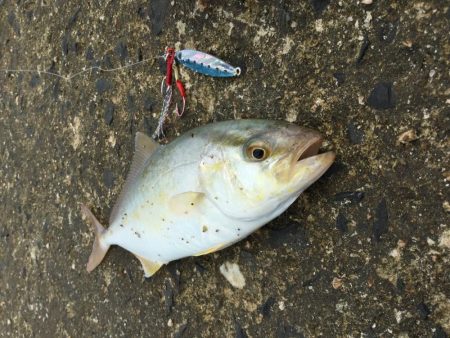 SLSライトタックルで小型回遊魚。本格化！？
