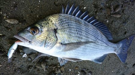 ミノーでチニング