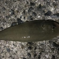 夜の投げで牛タン!笑