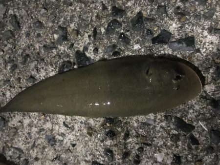 夜の投げで牛タン!笑