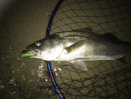 ゲリラ豪雨の後すかさず