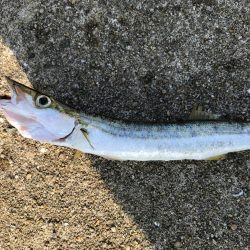 初相島でサビキとダンゴ！