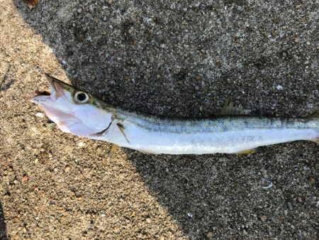 初相島でサビキとダンゴ！