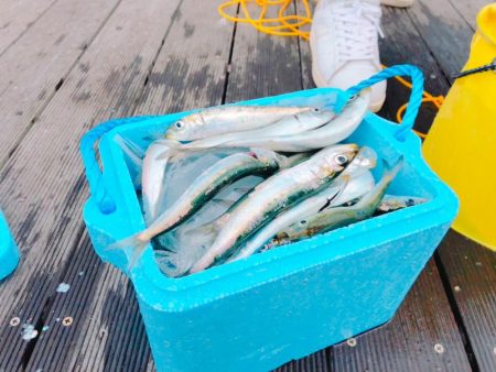 塩釜 ちょい投げ、サビキ